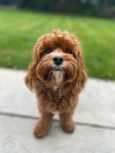 Picture of Michael's dog