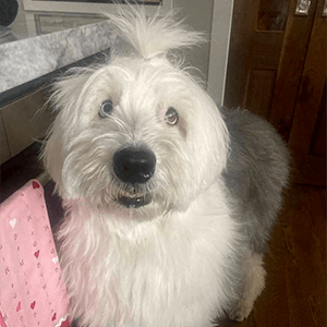 Image of a dog with hair pulled into a ponytail on top of head